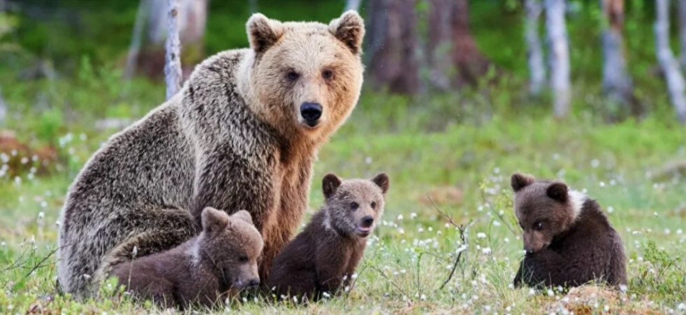 Tragedia di Caldes, nuovo ricorso degli animalisti contro l'abbattimento di Jj4